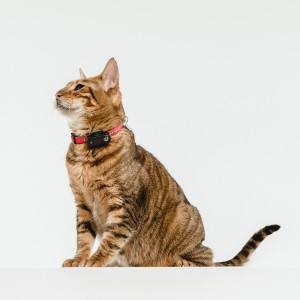 Tickless Mini Cat USB uzlādējama ultraskaņas repelenta ierīce ērču atbaidīšanai kaķiem, melnā